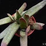 Gasteria bicolor 'caespitosa' P1220247.JPG
